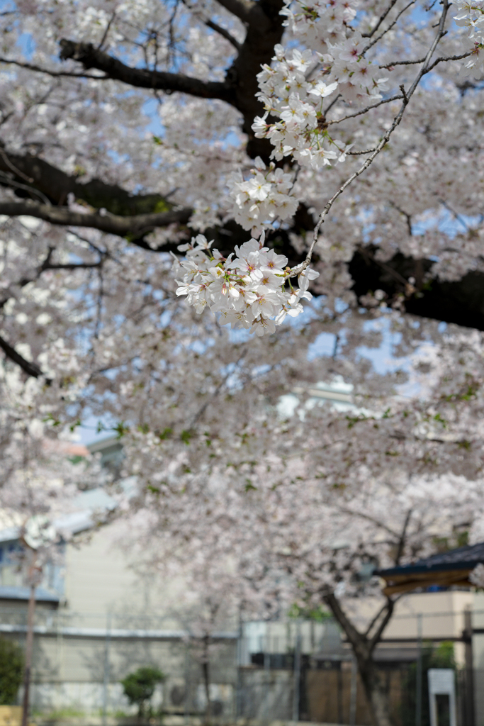 大阪下町の児童公園