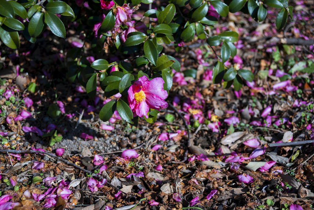 TAMRON 35-70mm F/3.5. 17A