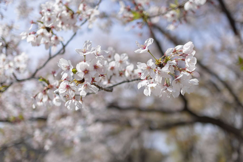 Bokeh of 24mm sonnar
