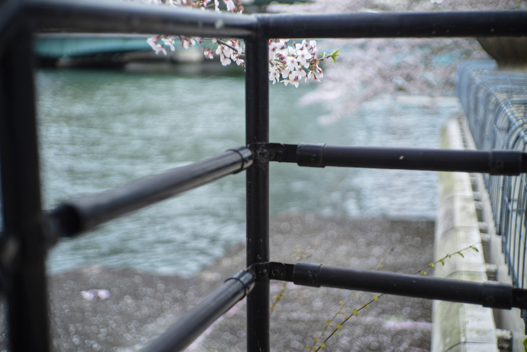 Spring's Snaps with Old Sonnar