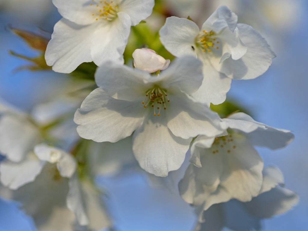 sakura color