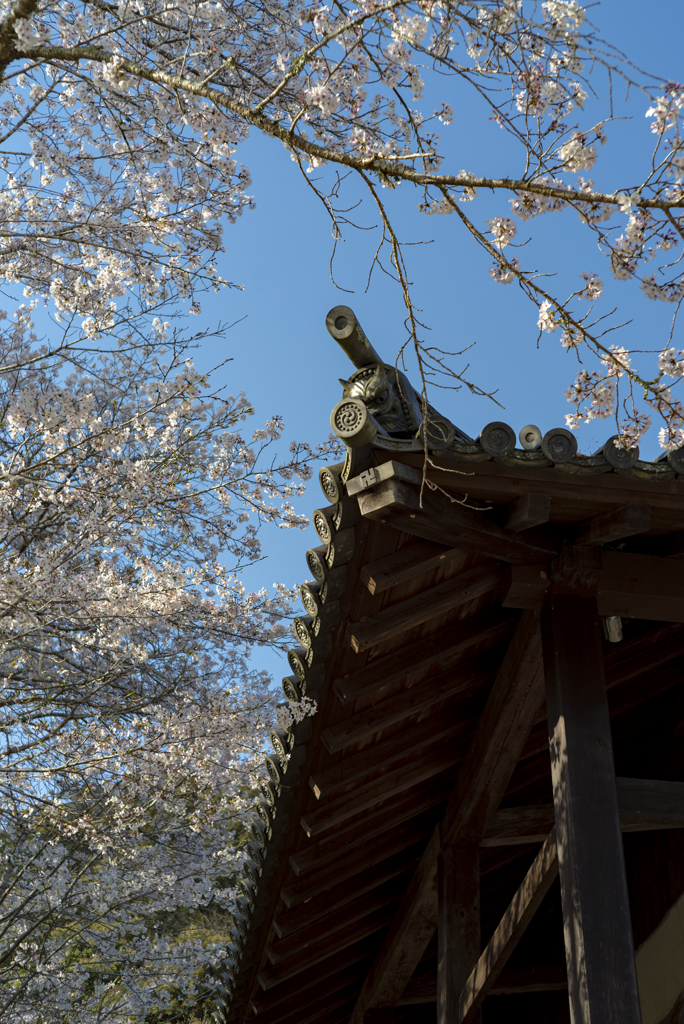 鬼瓦と桜