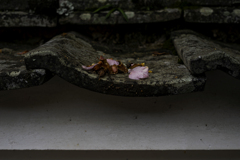 tiny-nomad 017-100 : MONONO AHARE