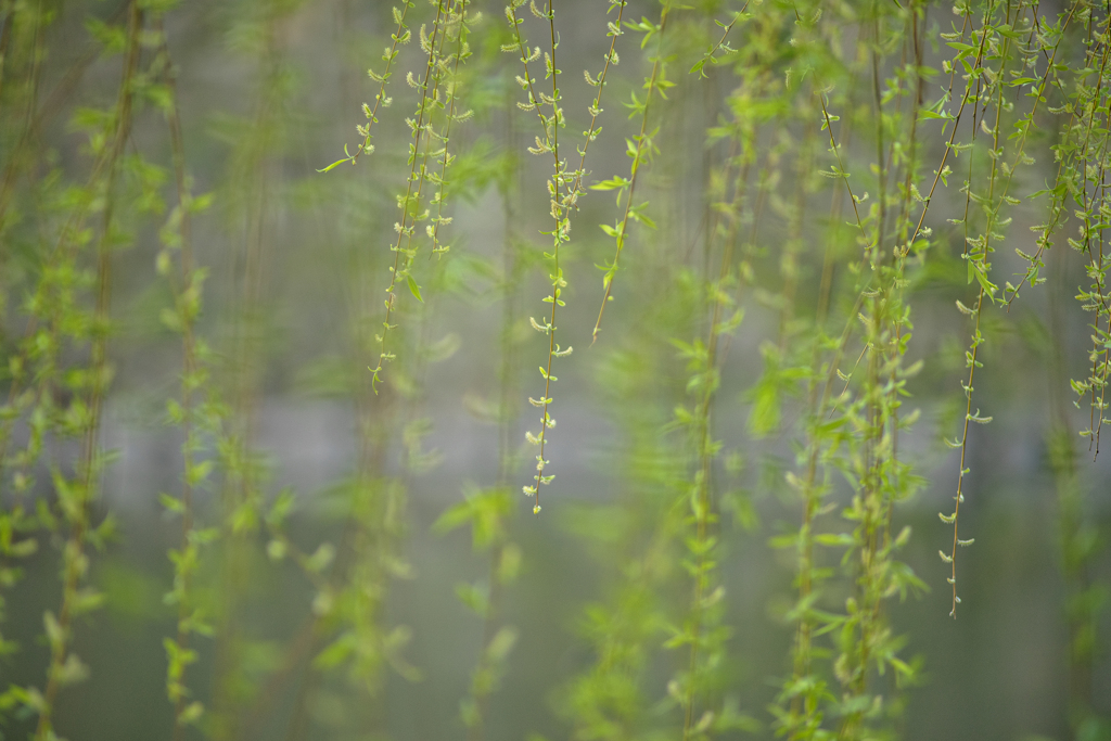 Sprouts of Willow