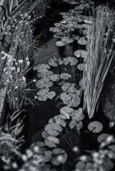 SEGAKI POOL