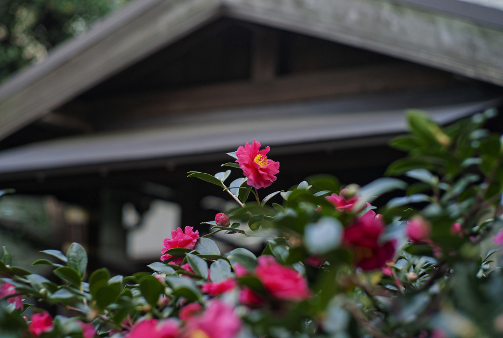椿+OldSonnar+Kodachrome