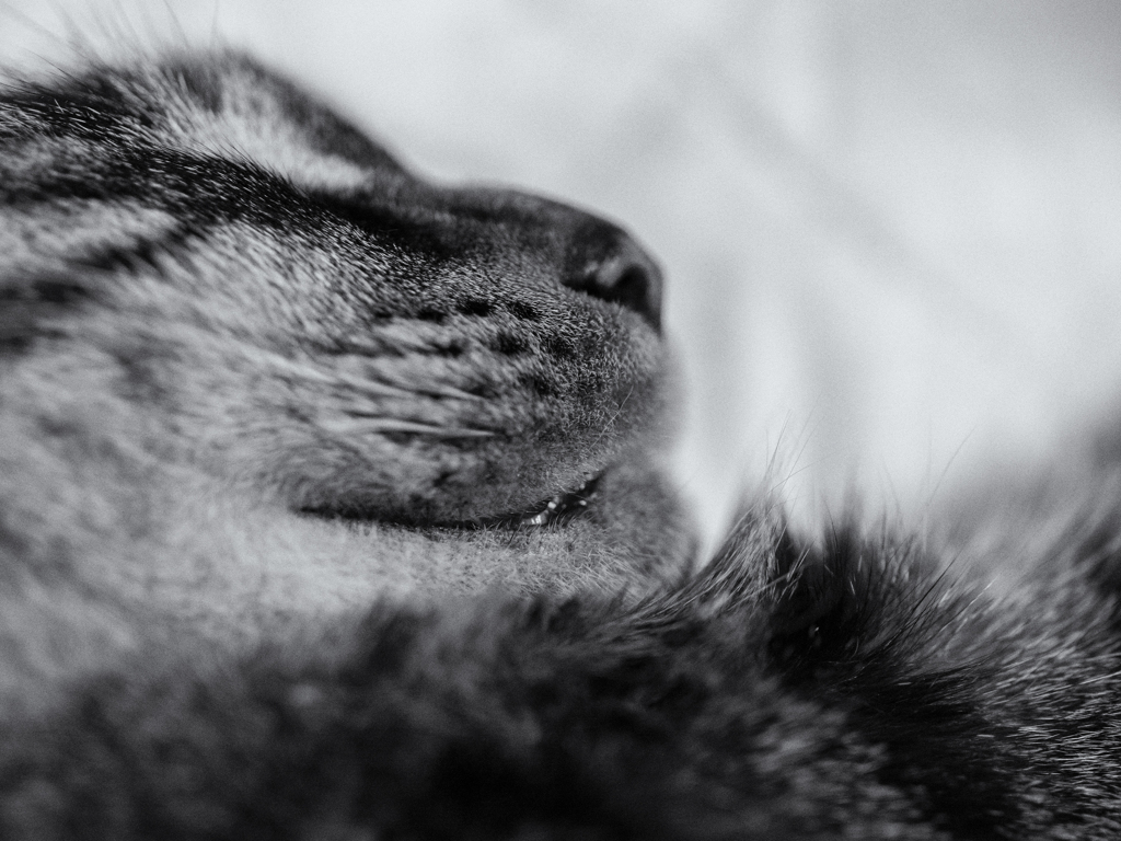 Nekosm
