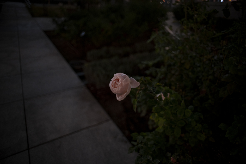 21mm F/2.0 開放の世界観