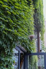 wall