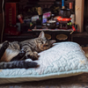 眠る猫　と　仏壇