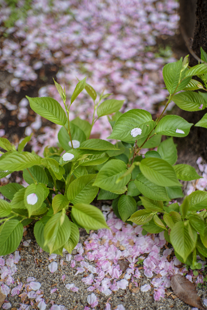 Spring's Snaps with Old Sonnar