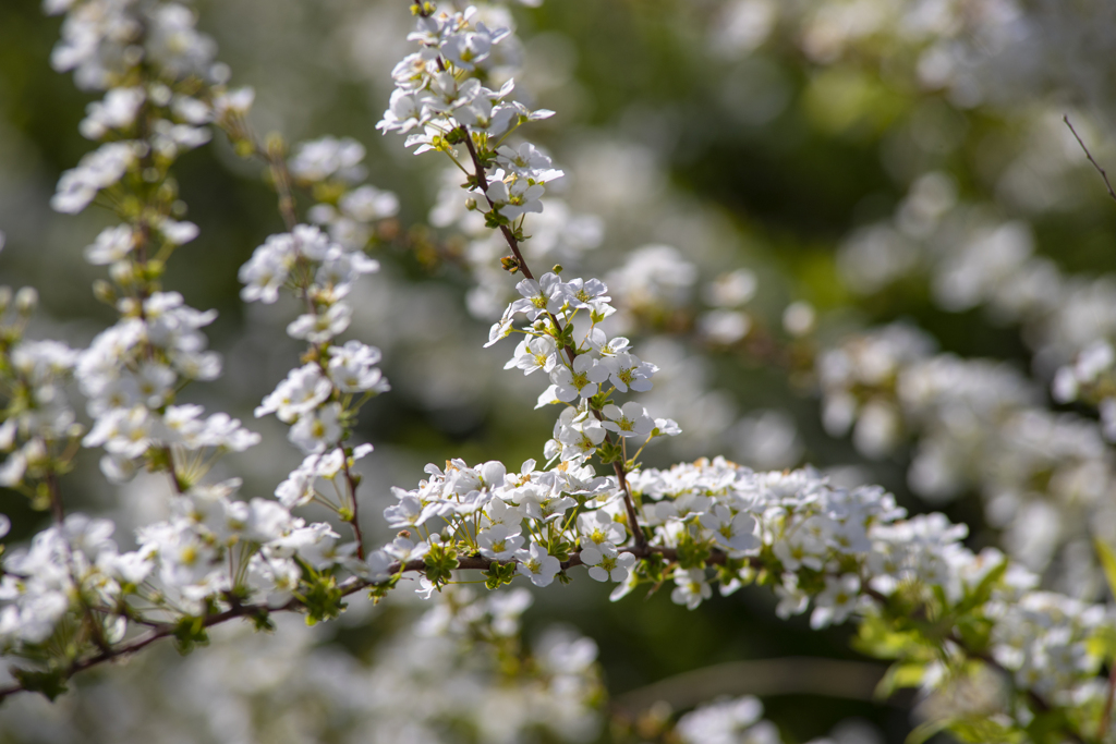 TAMRON 30A と 三脚で撮る　春の光