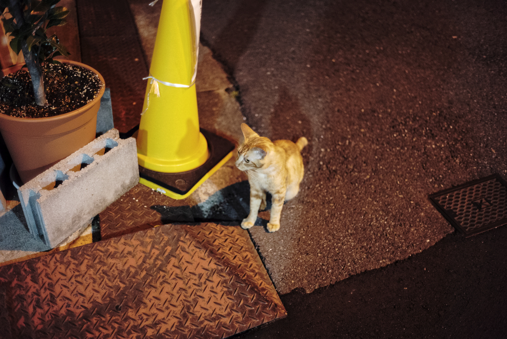 Nekosm