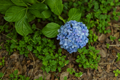 tiny-nomad 072-100 : Over pH 7