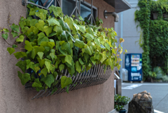 植物性カーテン