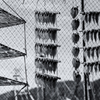 Dried fishes