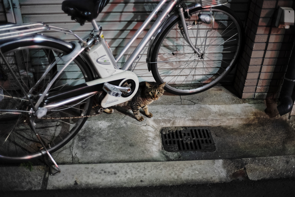 Nekosm