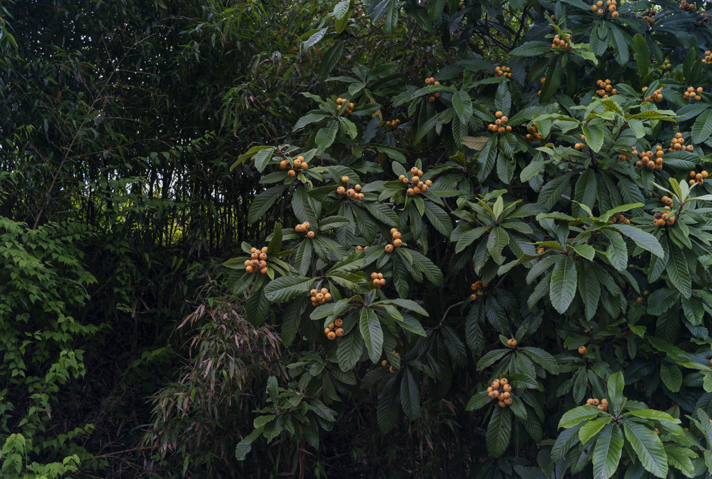 wild loquats