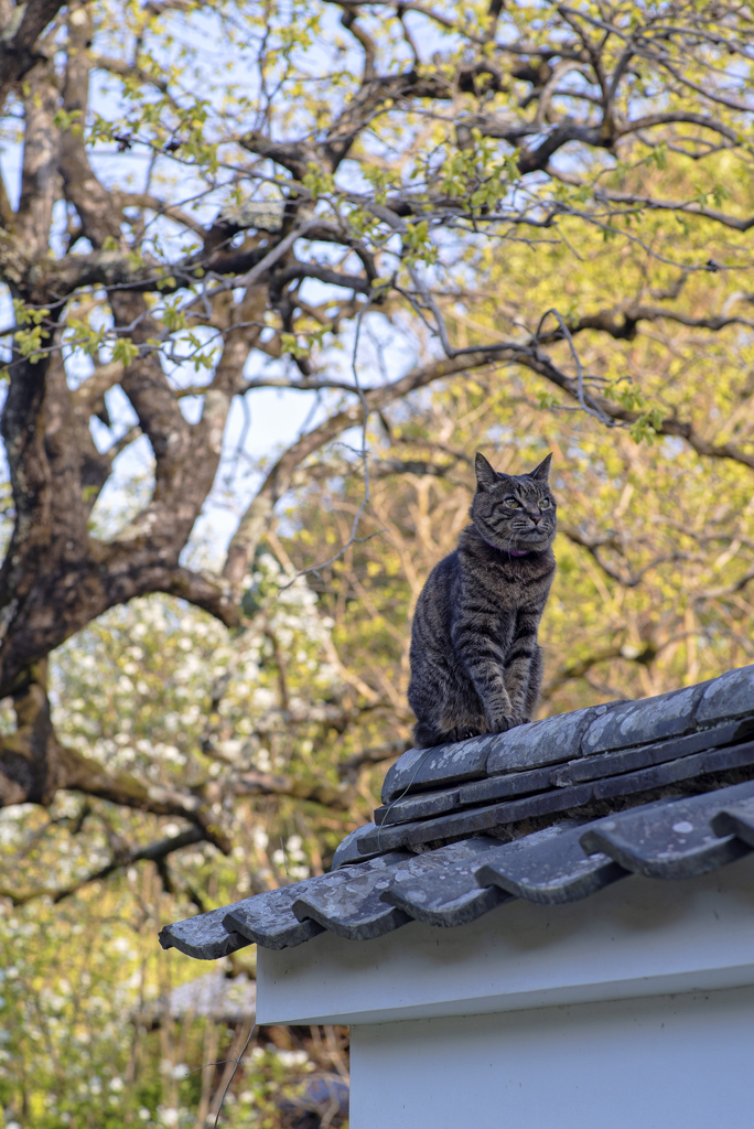 老雌猫