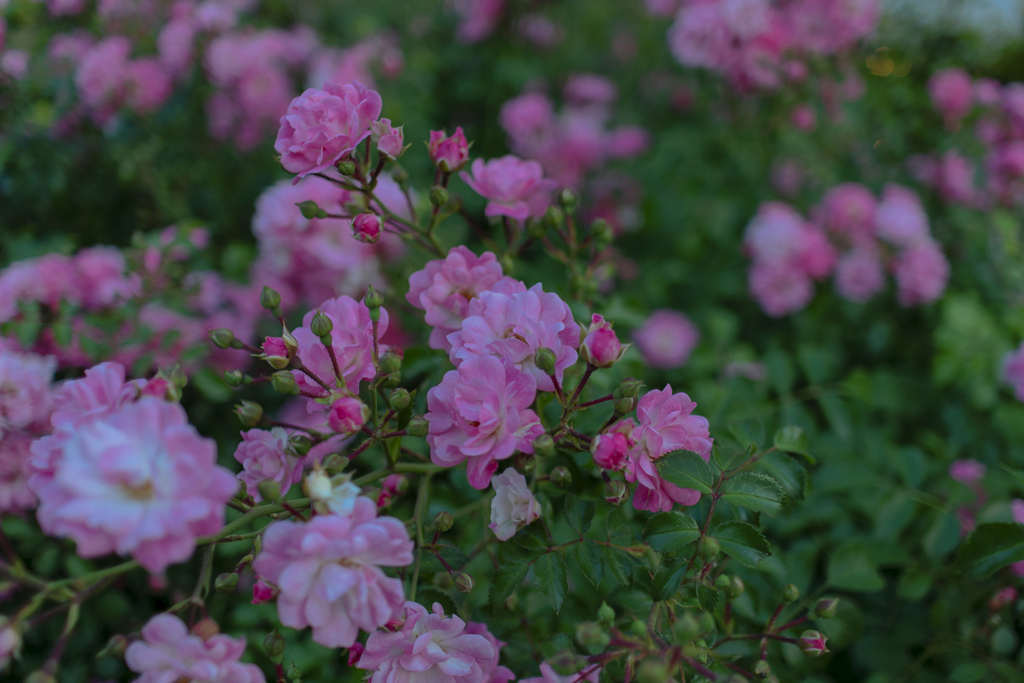 FLOWERs