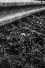 千早赤阪村