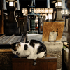 cat and well