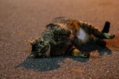 冷えた地面と獣の肌