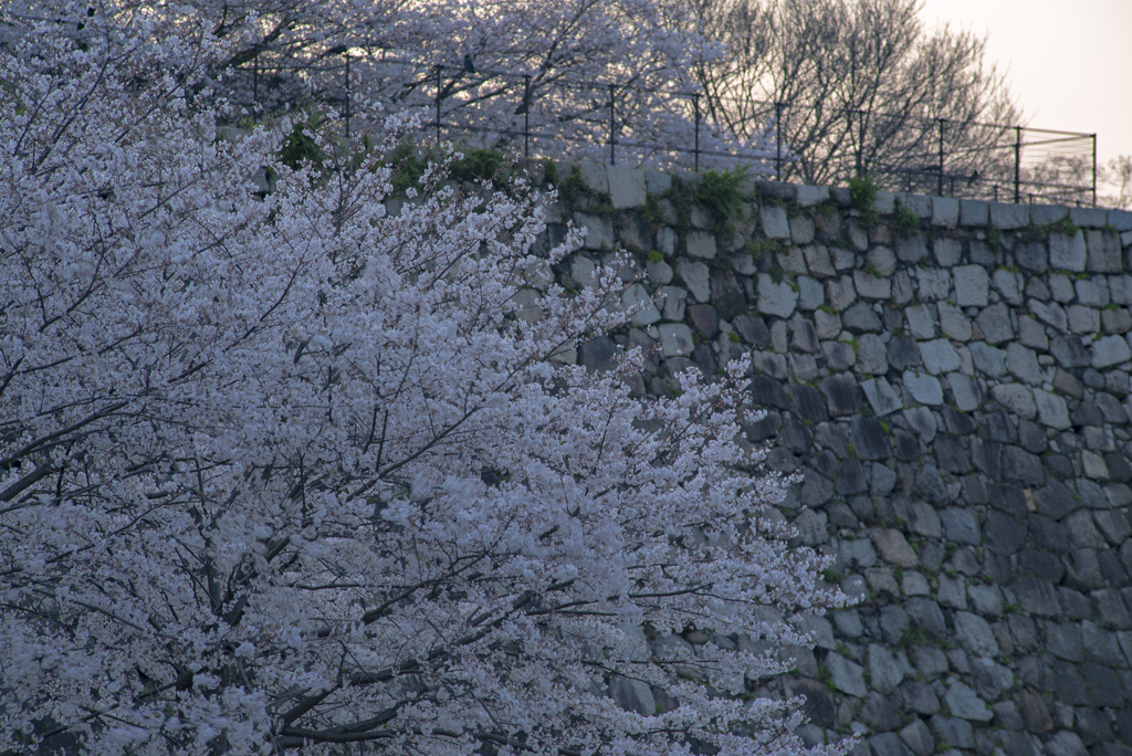 夕桜 20200402