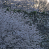 夕桜 20200402