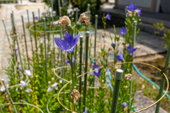 生国魂の花