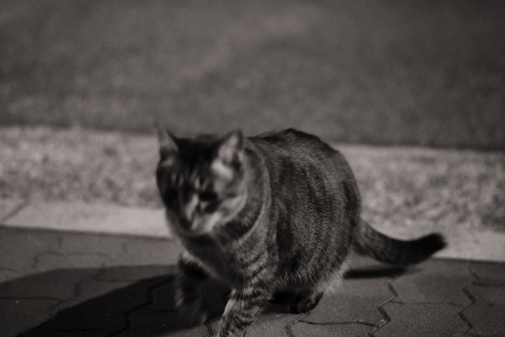 GO TO CAT WORLD
