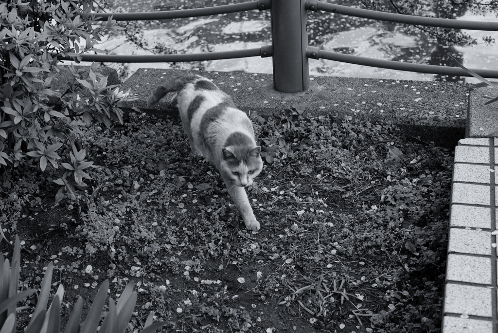 Nekosm