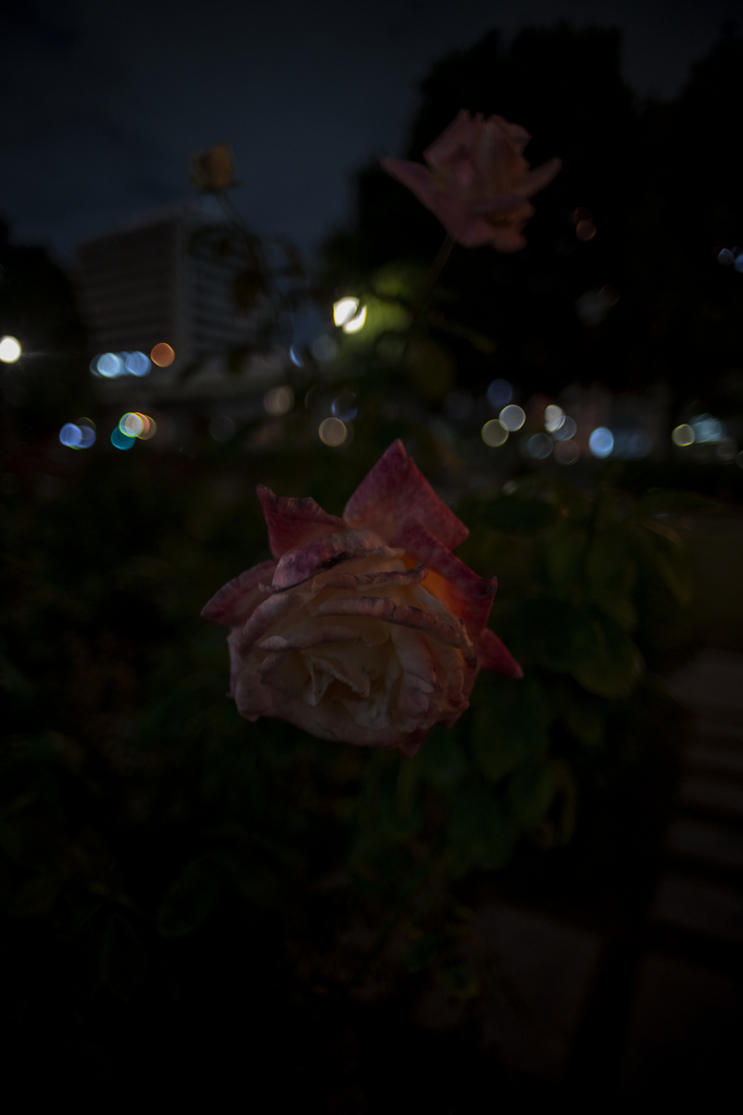 21mm F/2.0 開放の世界観