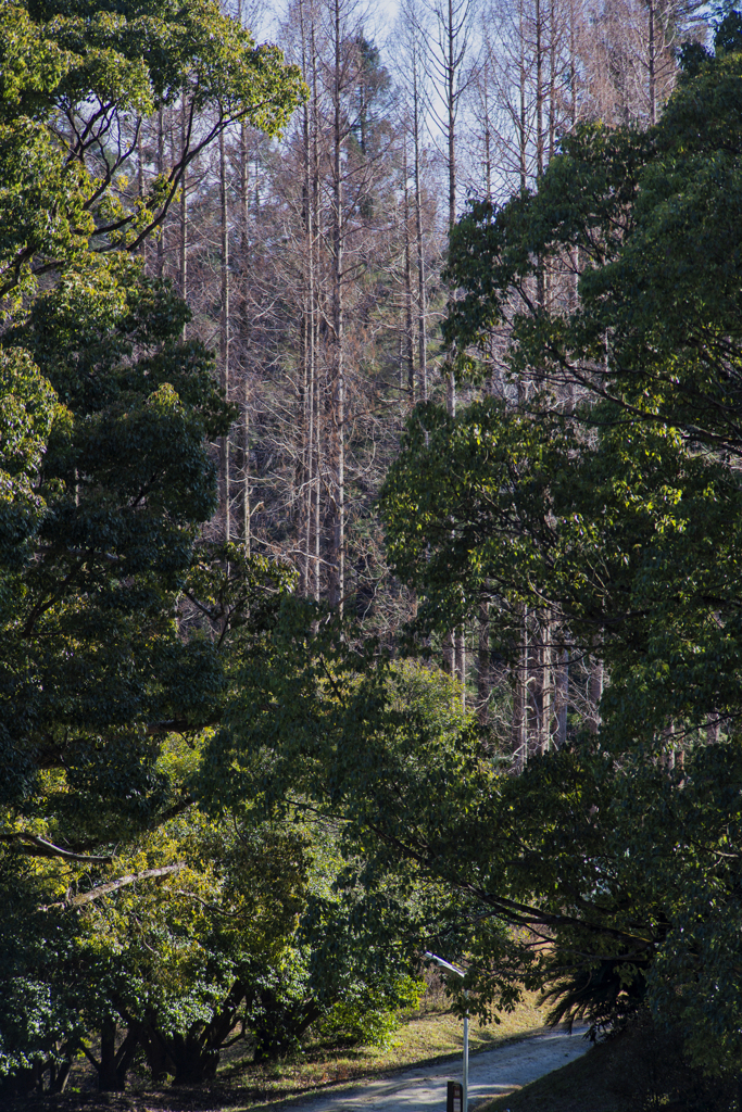 TAMRON SP 70-210mm F/3.5-4. 52A