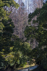 TAMRON SP 70-210mm F/3.5-4. 52A