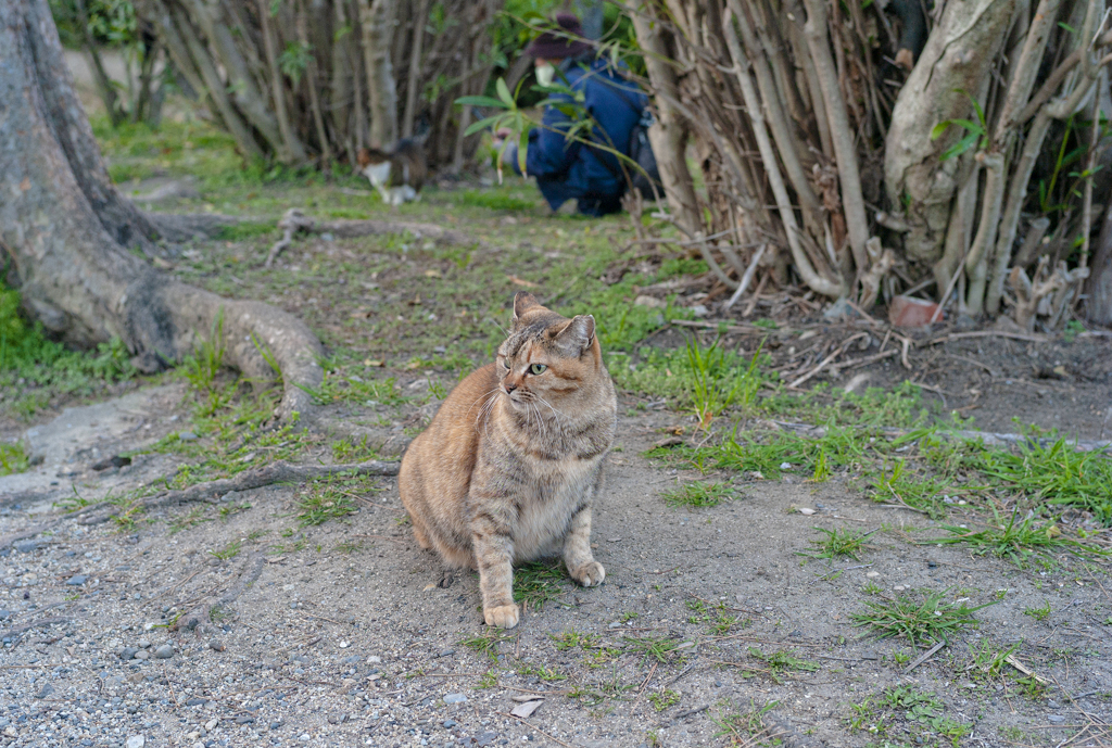 桜は咲いたが Nekosm