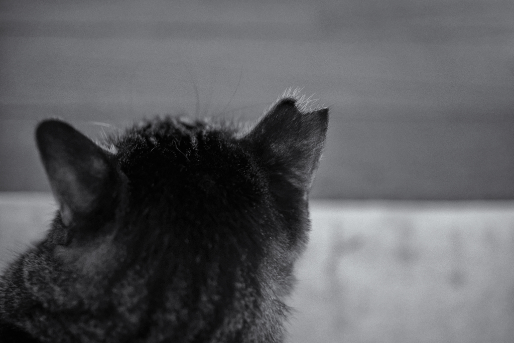 Nekosm