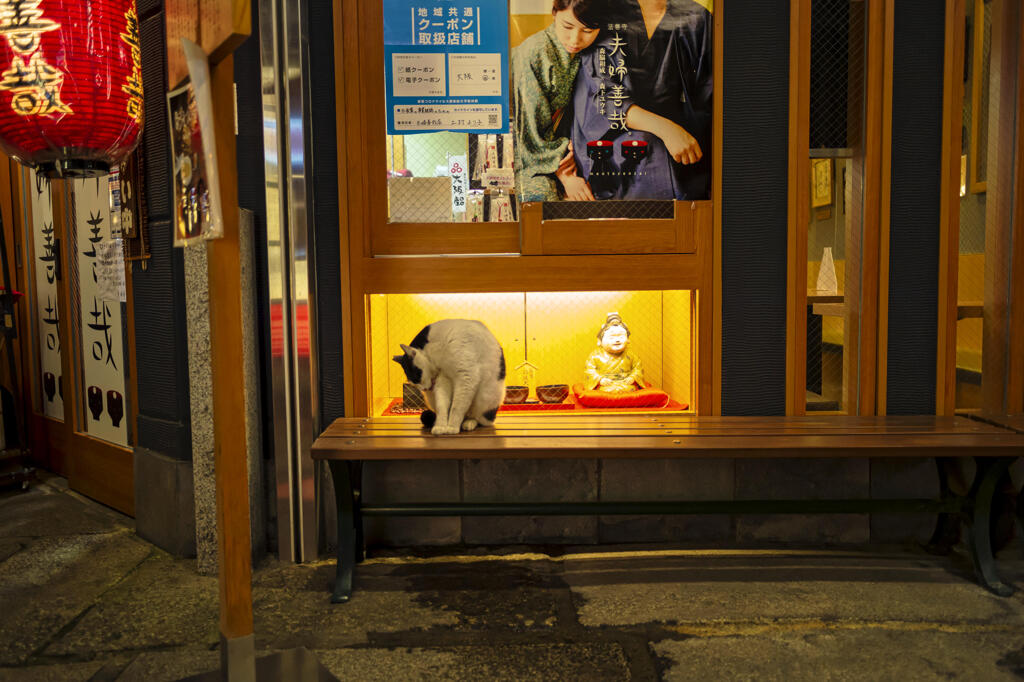 猫
