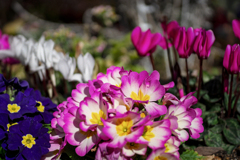 冬の花壇