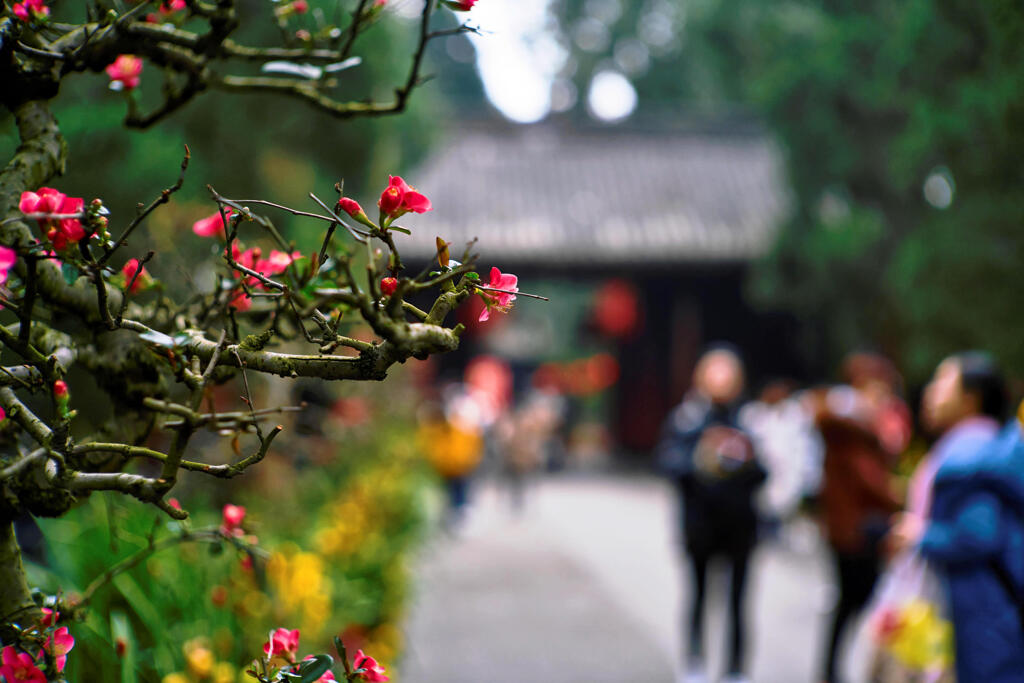 Canon 50mm f/1.2 LTM