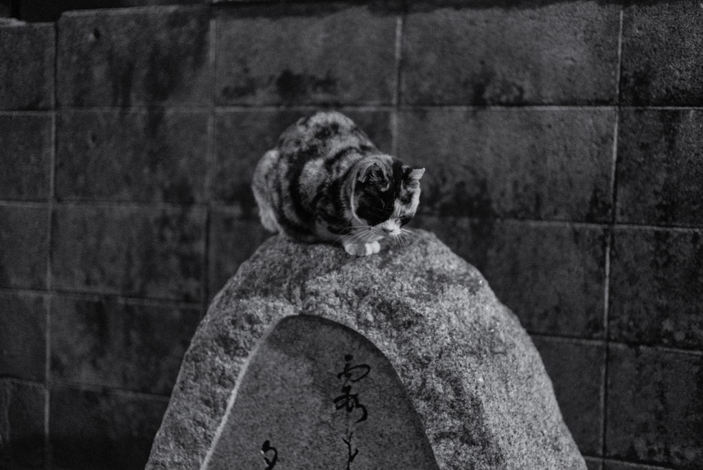 Nekosm