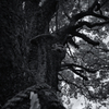 animism