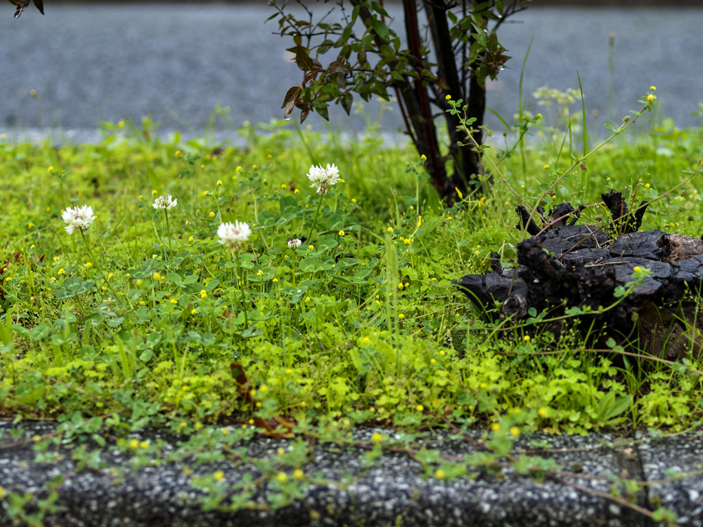 tiny-nomad 014-100 : PARKING'S CLOVERS
