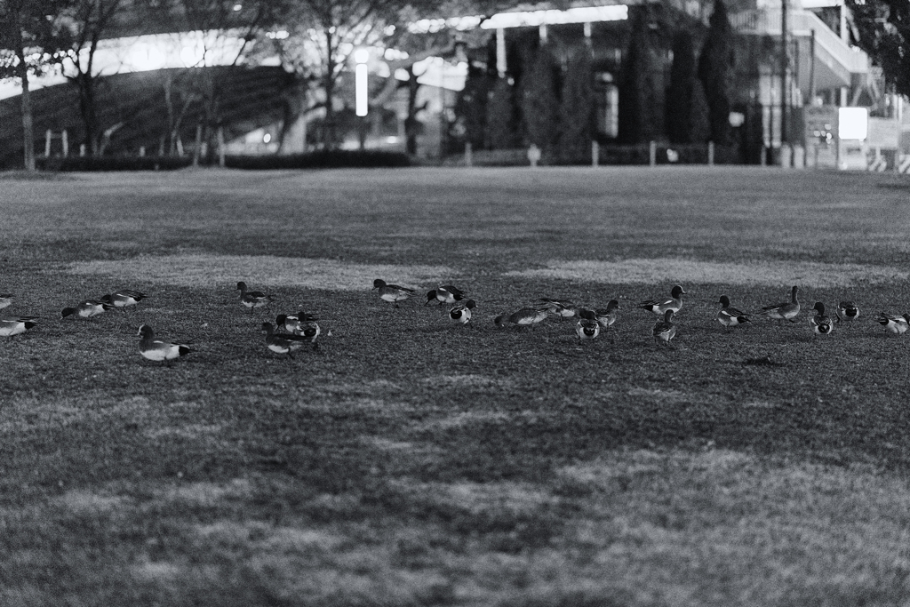 Ecology of Ducks