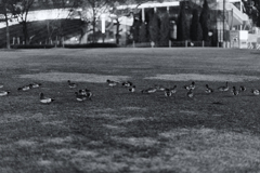 Ecology of Ducks