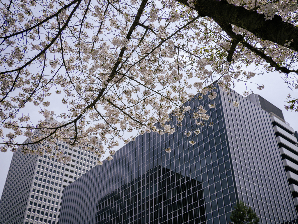 天上桜