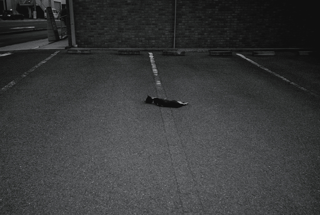 tiny-nomad 096-100 : STREET SAVANNA