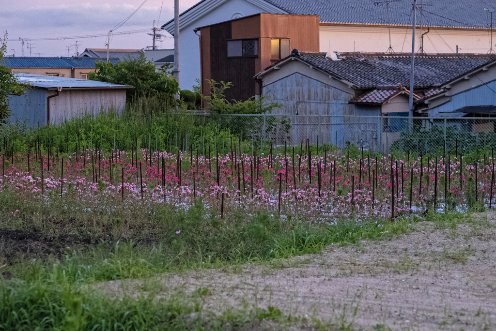 FLOWERs