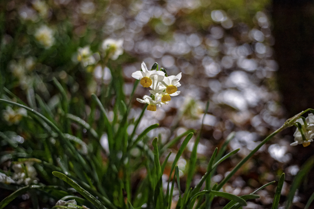 narcissus
