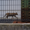 tiny-nomad 032-100 : STREET ZOO